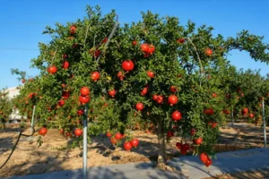 نهال میوه برای مناطق گرمسیر