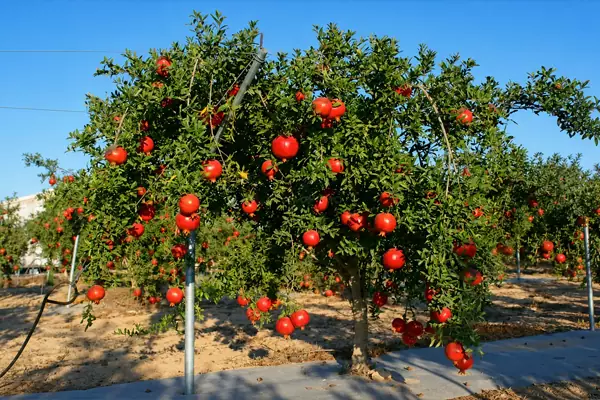 نهال میوه برای مناطق گرمسیر