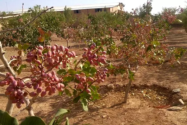 نهال مناسب مناطق گرمسیر