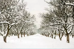 نهال میوه برای مناطق سردسیر