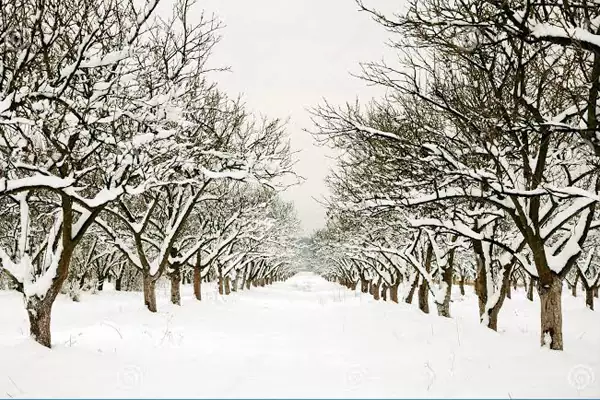 نهال میوه برای مناطق سردسیر