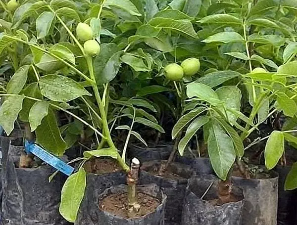 نهال مناسب مناطق سردسیر