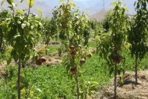 زودبازده‌ترین نهال میوه