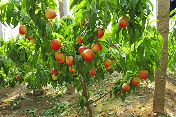 نهال میوه زود بازده
