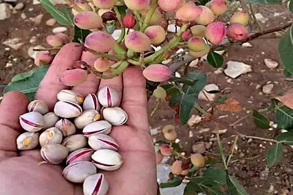 سودآورترین درخت میوه