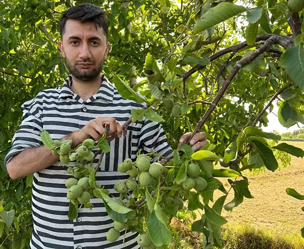 سودآورترین درخت میوه