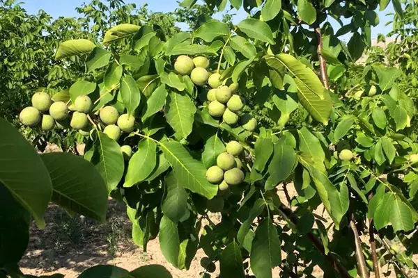 نهال گردو چند ساله بار می‌دهد