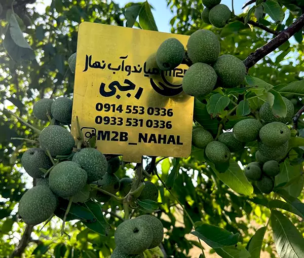 سن باردهی گردو