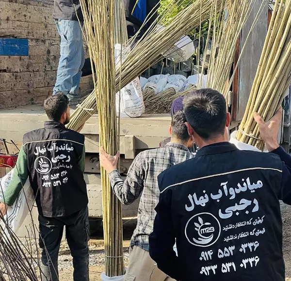 نهالستان صنوبر